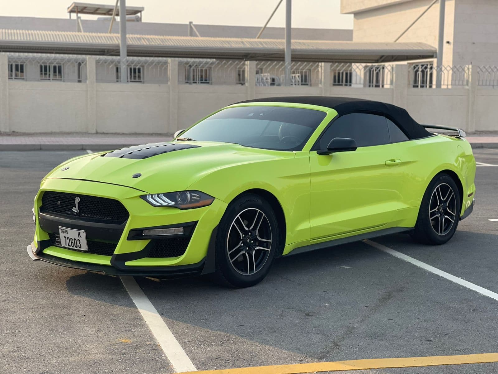 mustang - 1