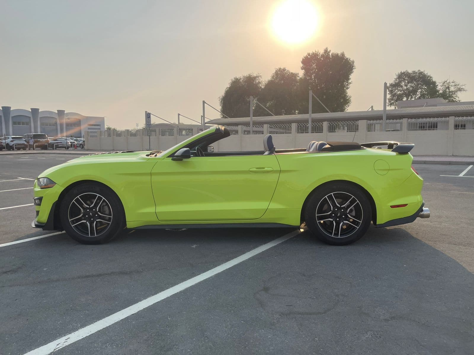 mustang - 4
