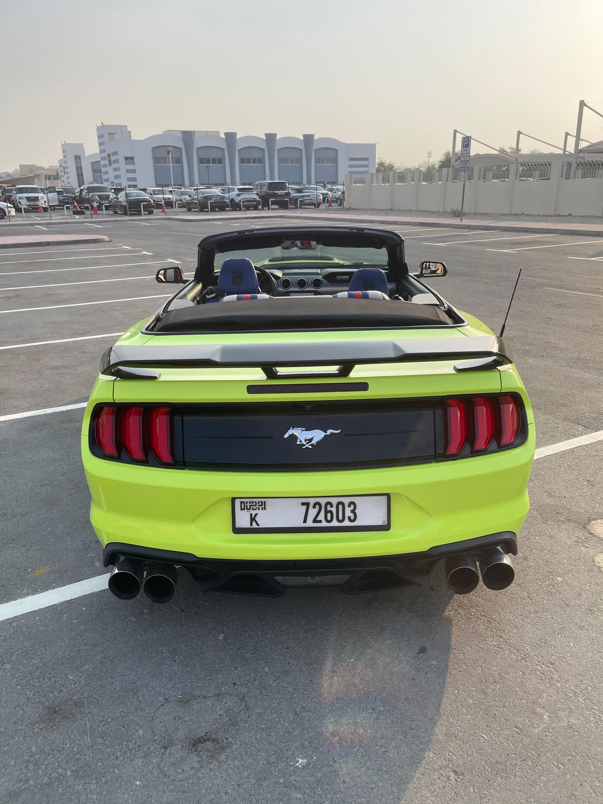 mustang - 6
